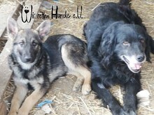STANLEY, Hund, Mischlingshund in Rumänien - Bild 18