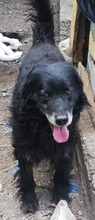 STANLEY, Hund, Mischlingshund in Rumänien - Bild 3