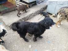 STANLEY, Hund, Mischlingshund in Rumänien - Bild 5