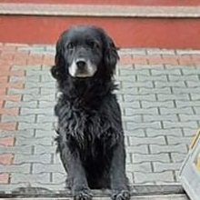 STANLEY, Hund, Mischlingshund in Rumänien - Bild 7
