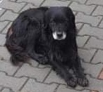 STANLEY, Hund, Mischlingshund in Rumänien - Bild 8