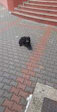 STANLEY, Hund, Mischlingshund in Rumänien - Bild 9