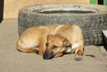 MONITA, Hund, Mischlingshund in Bulgarien - Bild 1