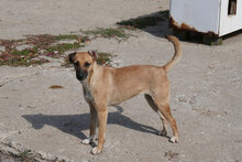 MONITA, Hund, Mischlingshund in Bulgarien - Bild 10