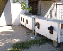 MONITA, Hund, Mischlingshund in Bulgarien - Bild 11