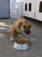 MONITA, Hund, Mischlingshund in Bulgarien - Bild 12