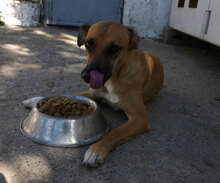 MONITA, Hund, Mischlingshund in Bulgarien - Bild 13