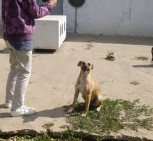 MONITA, Hund, Mischlingshund in Bulgarien - Bild 15