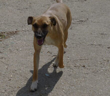 MONITA, Hund, Mischlingshund in Bulgarien - Bild 16