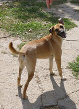 MONITA, Hund, Mischlingshund in Bulgarien - Bild 18