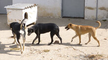 MONITA, Hund, Mischlingshund in Bulgarien - Bild 19