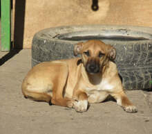 MONITA, Hund, Mischlingshund in Bulgarien - Bild 2