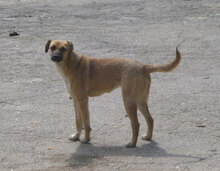 MONITA, Hund, Mischlingshund in Bulgarien - Bild 20