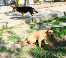 MONITA, Hund, Mischlingshund in Bulgarien - Bild 21
