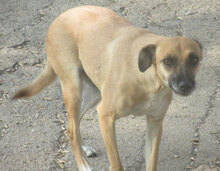 MONITA, Hund, Mischlingshund in Bulgarien - Bild 23