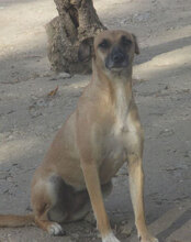 MONITA, Hund, Mischlingshund in Bulgarien - Bild 24