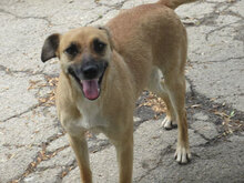 MONITA, Hund, Mischlingshund in Bulgarien - Bild 26
