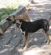 MONITA, Hund, Mischlingshund in Bulgarien - Bild 27