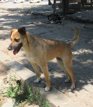 MONITA, Hund, Mischlingshund in Bulgarien - Bild 28