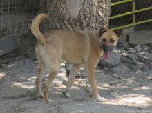 MONITA, Hund, Mischlingshund in Bulgarien - Bild 29