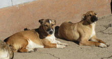 MONITA, Hund, Mischlingshund in Bulgarien - Bild 3
