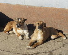 MONITA, Hund, Mischlingshund in Bulgarien - Bild 4