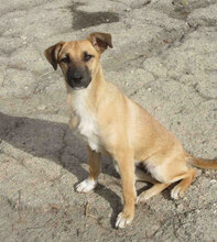 MONITA, Hund, Mischlingshund in Bulgarien - Bild 5