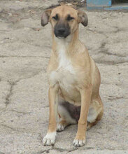 MONITA, Hund, Mischlingshund in Bulgarien - Bild 6