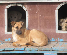 MONITA, Hund, Mischlingshund in Bulgarien - Bild 7