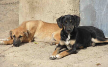 MONITA, Hund, Mischlingshund in Bulgarien - Bild 8