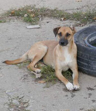 MONITA, Hund, Mischlingshund in Bulgarien - Bild 9