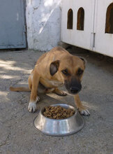 MONITA, Hund, Mischlingshund in Kürten - Bild 12