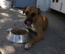 MONITA, Hund, Mischlingshund in Kürten - Bild 13