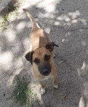 MONITA, Hund, Mischlingshund in Kürten - Bild 14