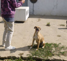 MONITA, Hund, Mischlingshund in Kürten - Bild 15