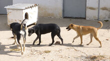 MONITA, Hund, Mischlingshund in Kürten - Bild 19