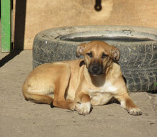 MONITA, Hund, Mischlingshund in Kürten - Bild 2