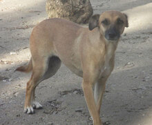 MONITA, Hund, Mischlingshund in Kürten - Bild 22