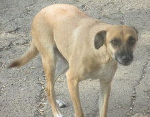 MONITA, Hund, Mischlingshund in Kürten - Bild 23