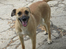 MONITA, Hund, Mischlingshund in Kürten - Bild 26