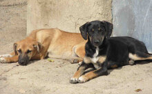 MONITA, Hund, Mischlingshund in Kürten - Bild 8
