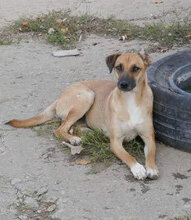 MONITA, Hund, Mischlingshund in Kürten - Bild 9