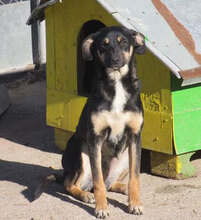 MANILA, Hund, Mischlingshund in Bulgarien - Bild 1
