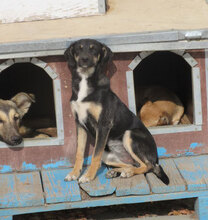 MANILA, Hund, Mischlingshund in Bulgarien - Bild 10