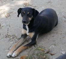 MANILA, Hund, Mischlingshund in Bulgarien - Bild 11
