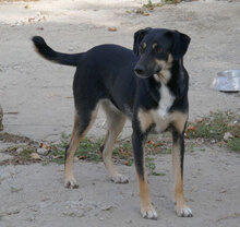 MANILA, Hund, Mischlingshund in Bulgarien - Bild 12