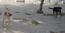MANILA, Hund, Mischlingshund in Bulgarien - Bild 13