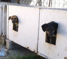 MANILA, Hund, Mischlingshund in Bulgarien - Bild 14