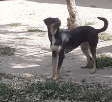 MANILA, Hund, Mischlingshund in Bulgarien - Bild 15