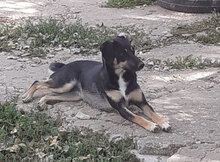 MANILA, Hund, Mischlingshund in Bulgarien - Bild 16